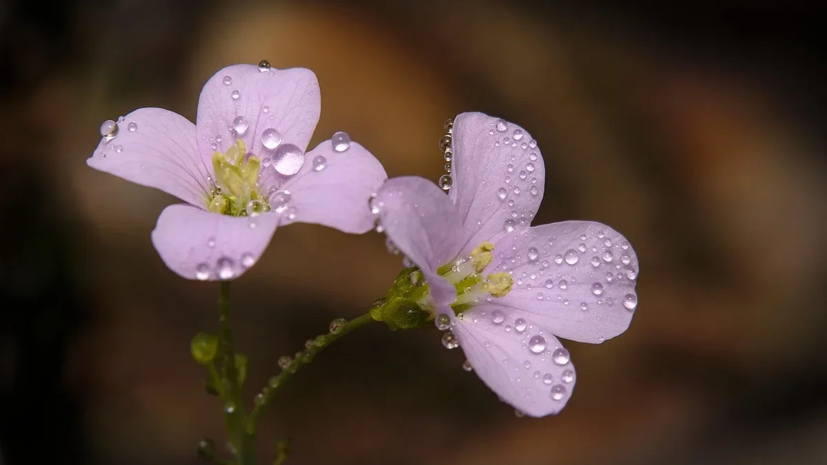 The Season: Spring, honor award, blue, flower, nature, blossom. Awards