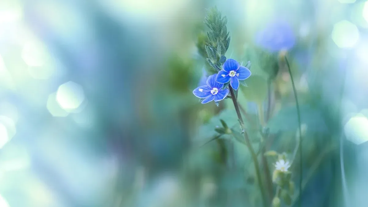 MIT researchers have engineered bacteria to function as signal-senders, allowing plants to sense and respond to...