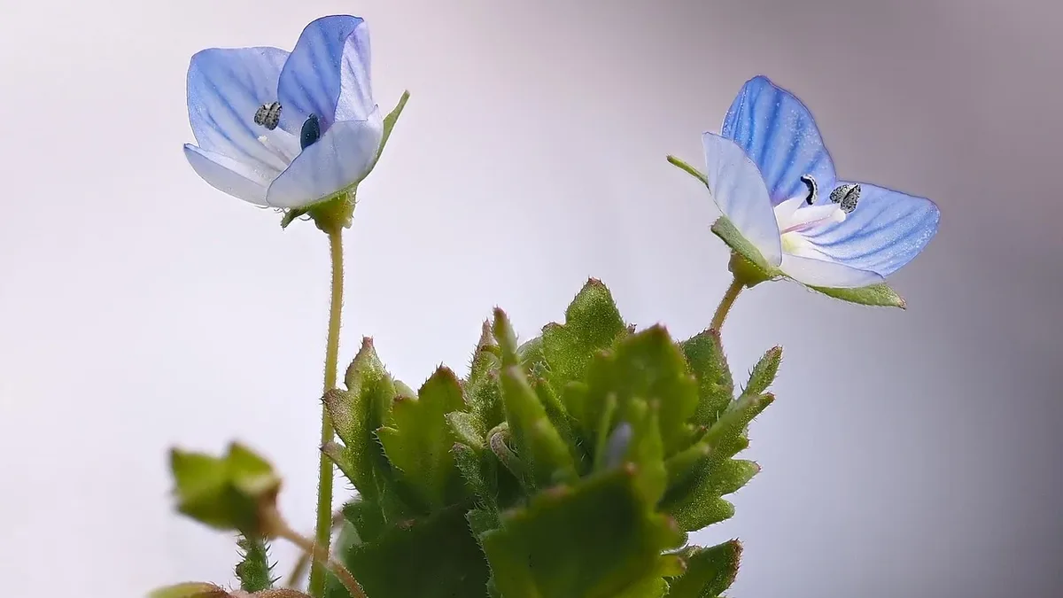 Television: Veronica officinalis, nature, honor award, medicinal plant, veronica, blossom.