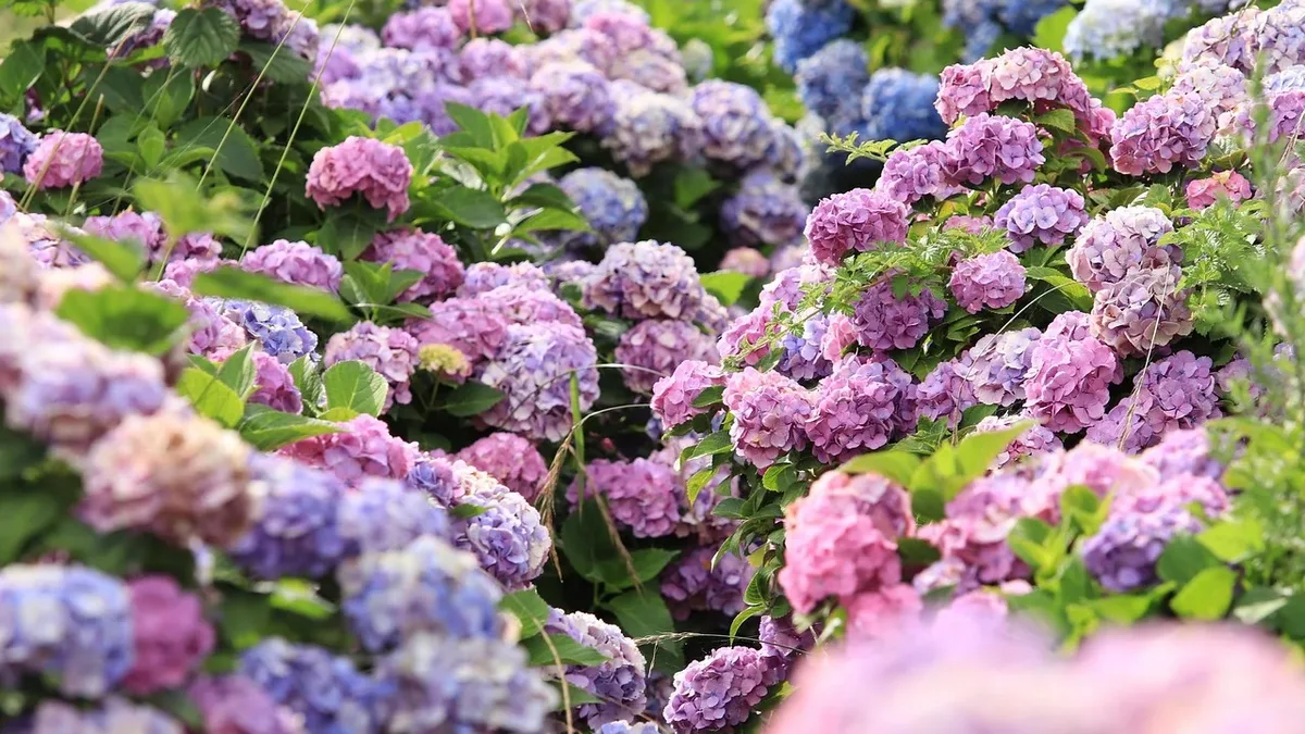 A gardener in Alberta, Canada, has spent seven years converting a raised-bed cutting garden into a mass planting...