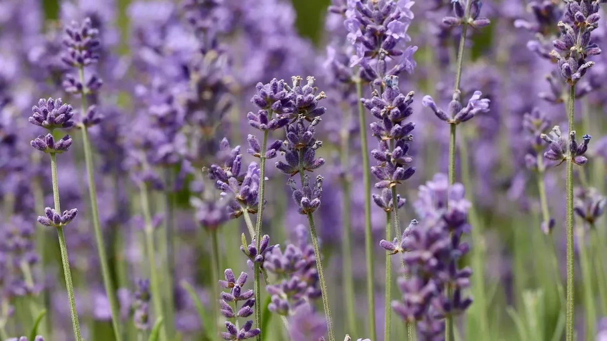 Common errors in watering, sunlight, soil, and pruning can damage lavender plants