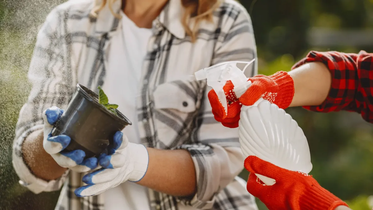 Plants: Close-up of gardeners spraying potted plant with water outdoors.