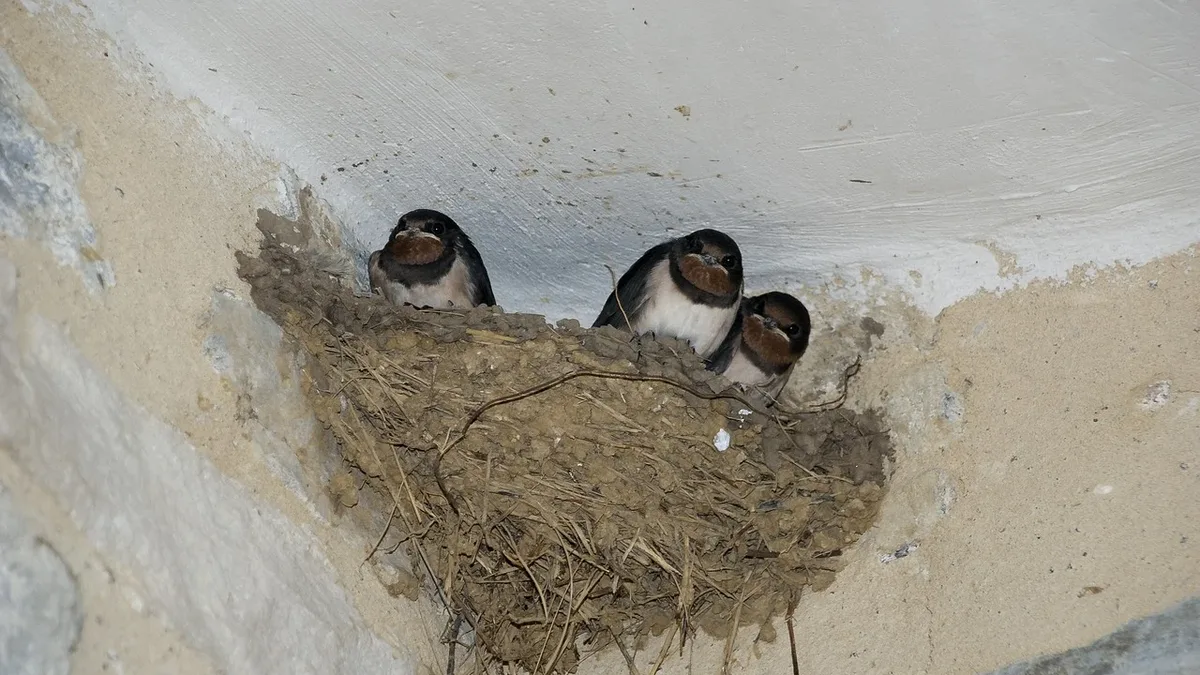 Reddit gardeners suggest fake wasp nests made from brown paper bags, but a gardening expert prefers attracting real birds...