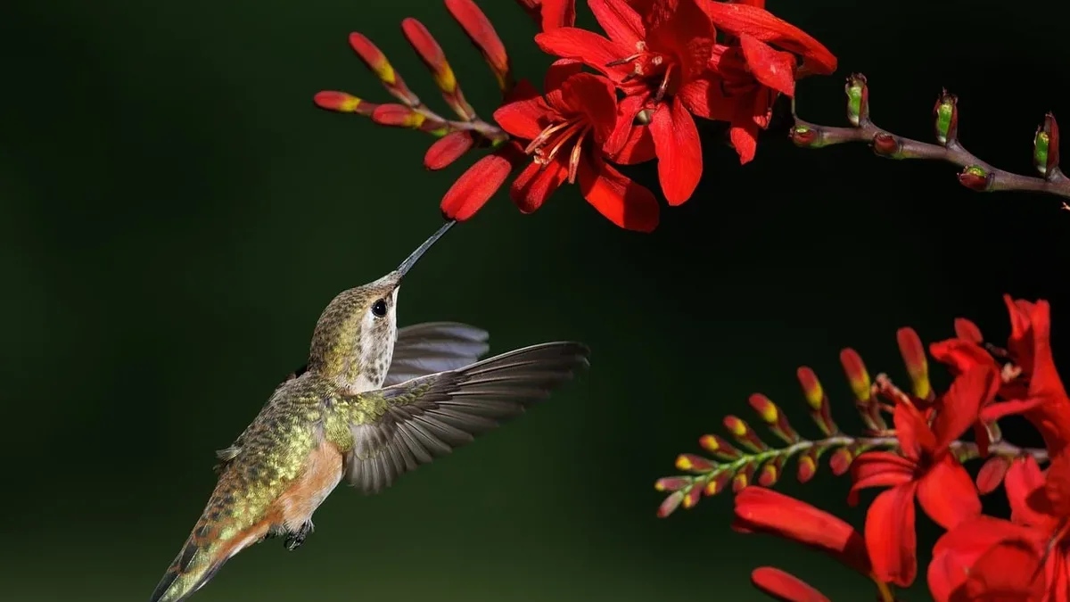 Discover the top bird feeders for your garden, featuring a range of styles and designs to attract a variety of bird species