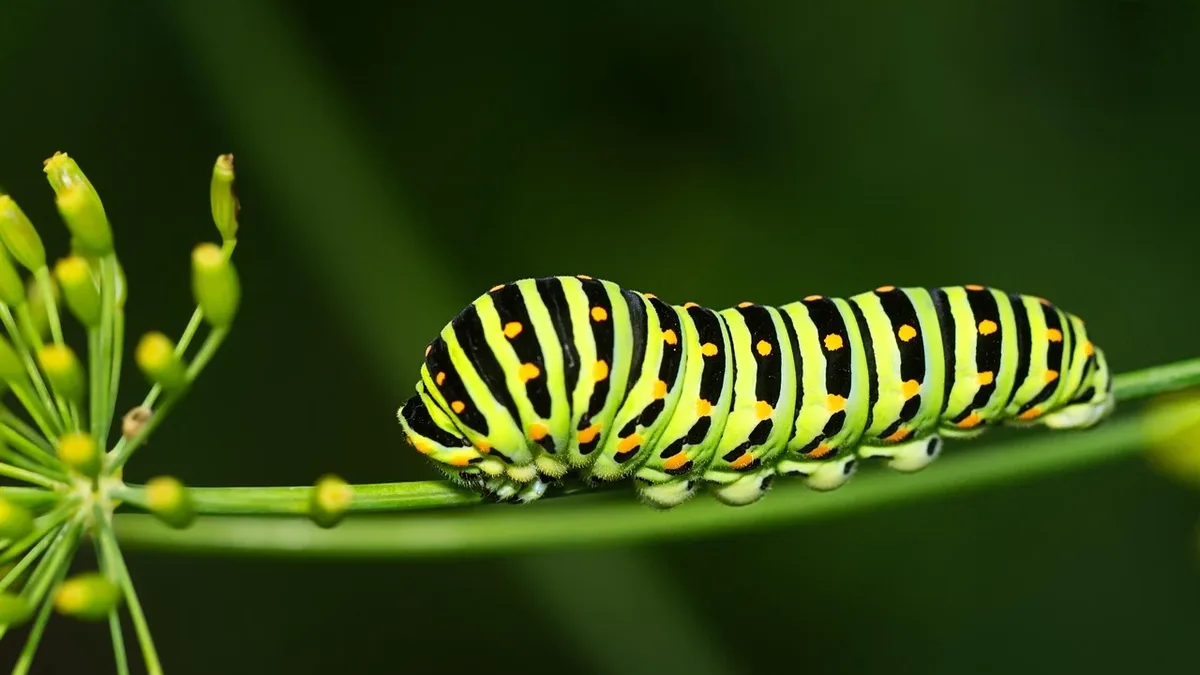 Gardening Know How lists twelve North American caterpillars, each linked to a birth month, with symbolic meanings for...