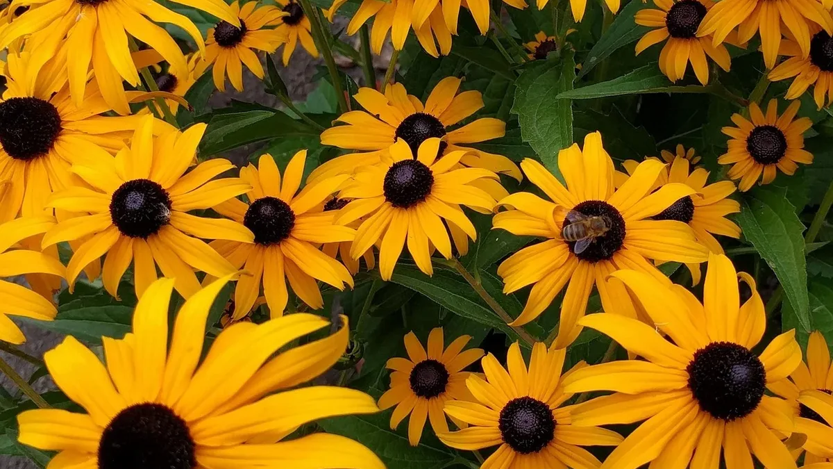 Design Wildlife: A close-up view of a cluster of yellow flowers with dark centers, surrounded by green leaves.