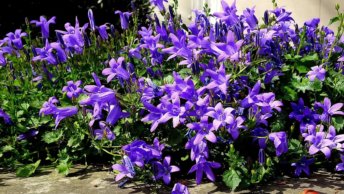 A Chicago gardener in Zone 6a shares how creating vibrant container gardens became a therapeutic practice and a source of...