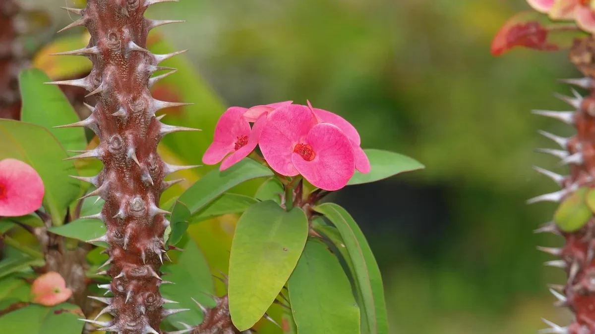 The carnivorous butterwort plant, especially Mexican varieties, can trap and kill adult fungus gnats, offering a natural...