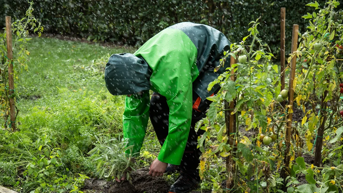 A gardener in Newton, New Jersey, shares how her Zone 6a garden evolved after a neighbor's tree removal dramatically...