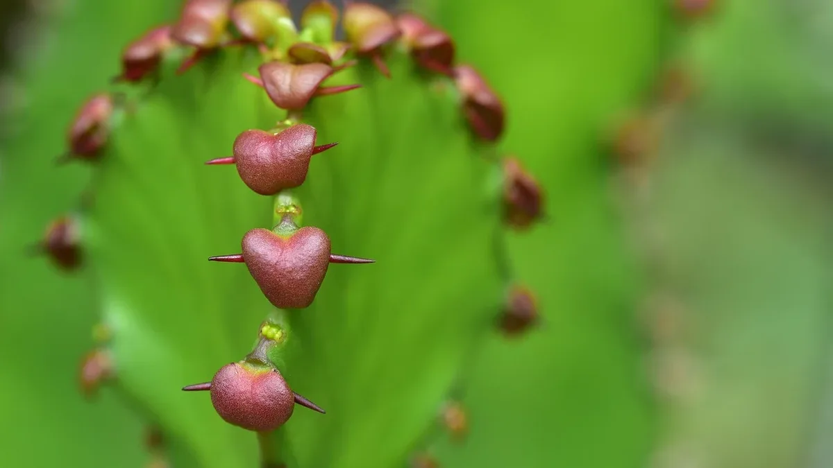 Garden Care: September is key for Christmas cactus flower buds