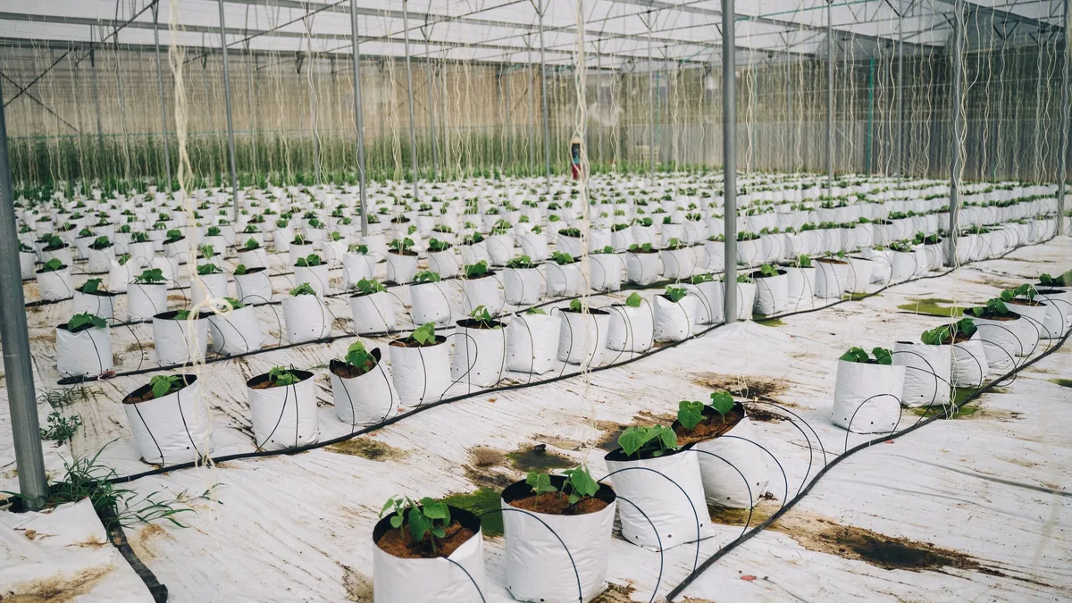 Design experts analyze the container gardening principles behind Amal and George Clooney's lush orangery, sharing a...
