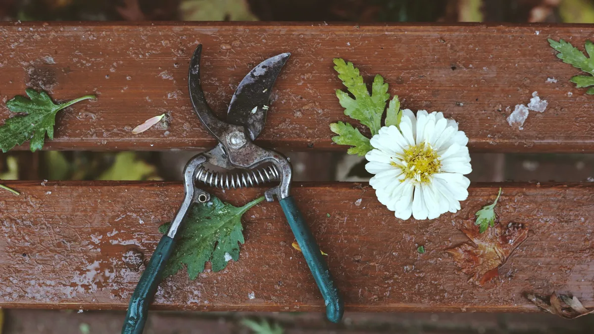 Pruning specific perennials in late August can trigger a second flush of blooms before winter, according to gardening...