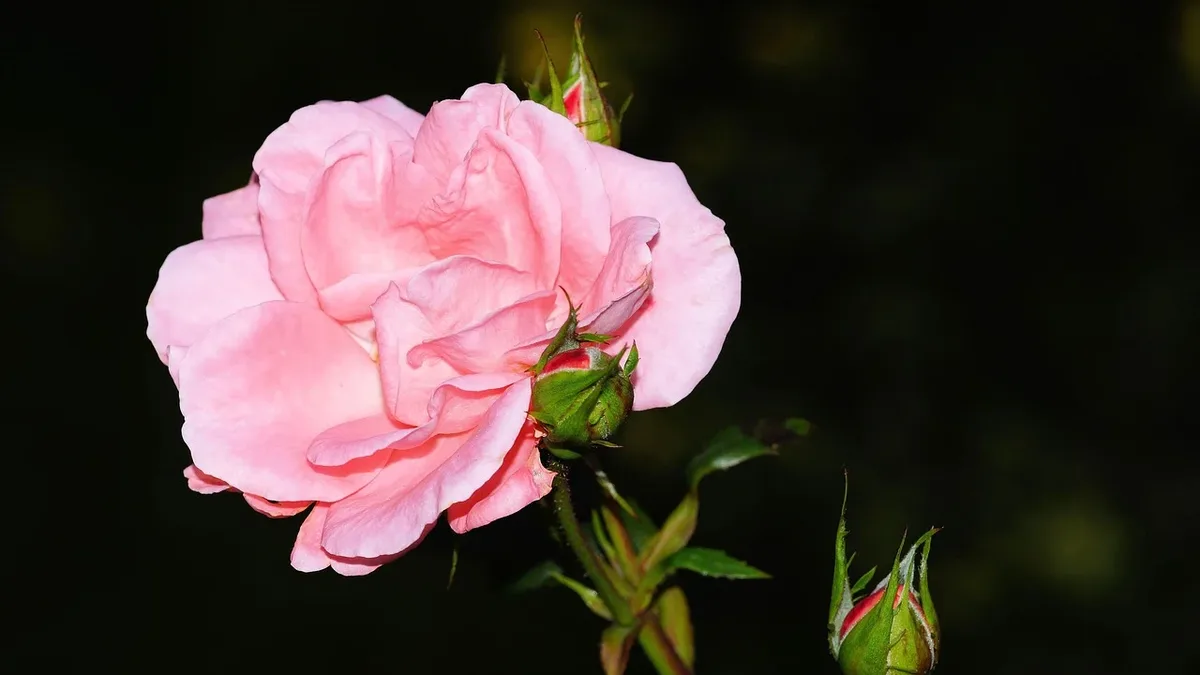 Design Wildlife: David J.C. Austin, chairman of David Austin Roses, has passed away