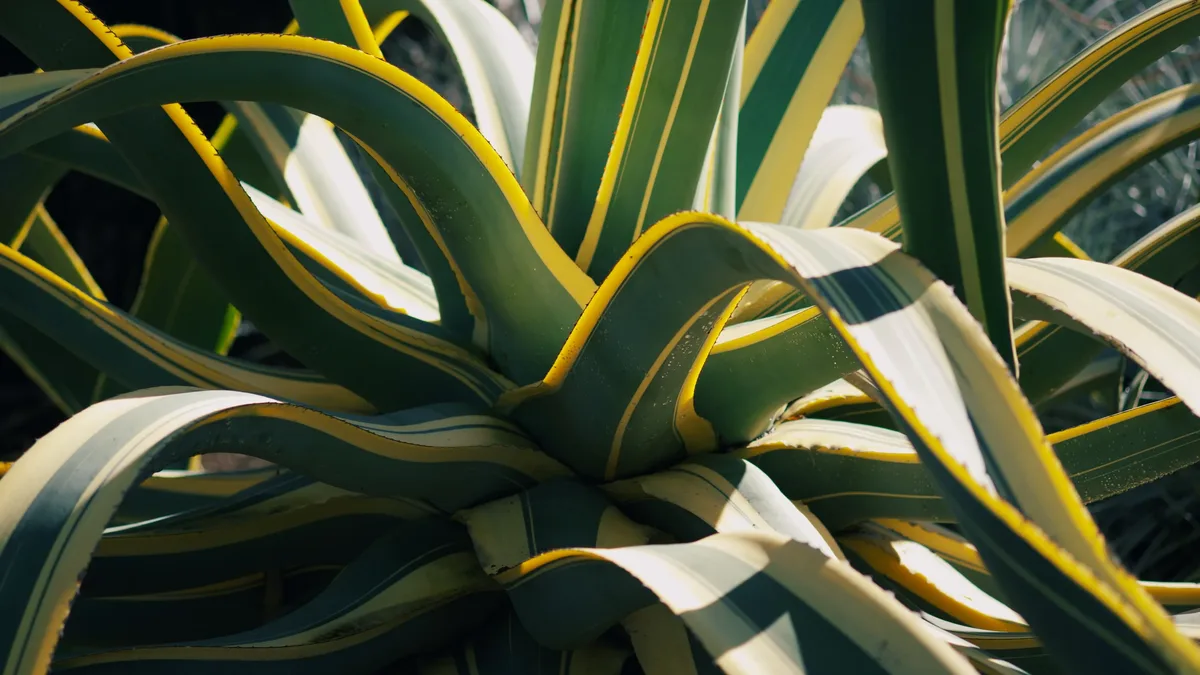 As Britain faces increasingly dry summers, the Beth Chatto Gardens showcase which species survive severe drought and how...