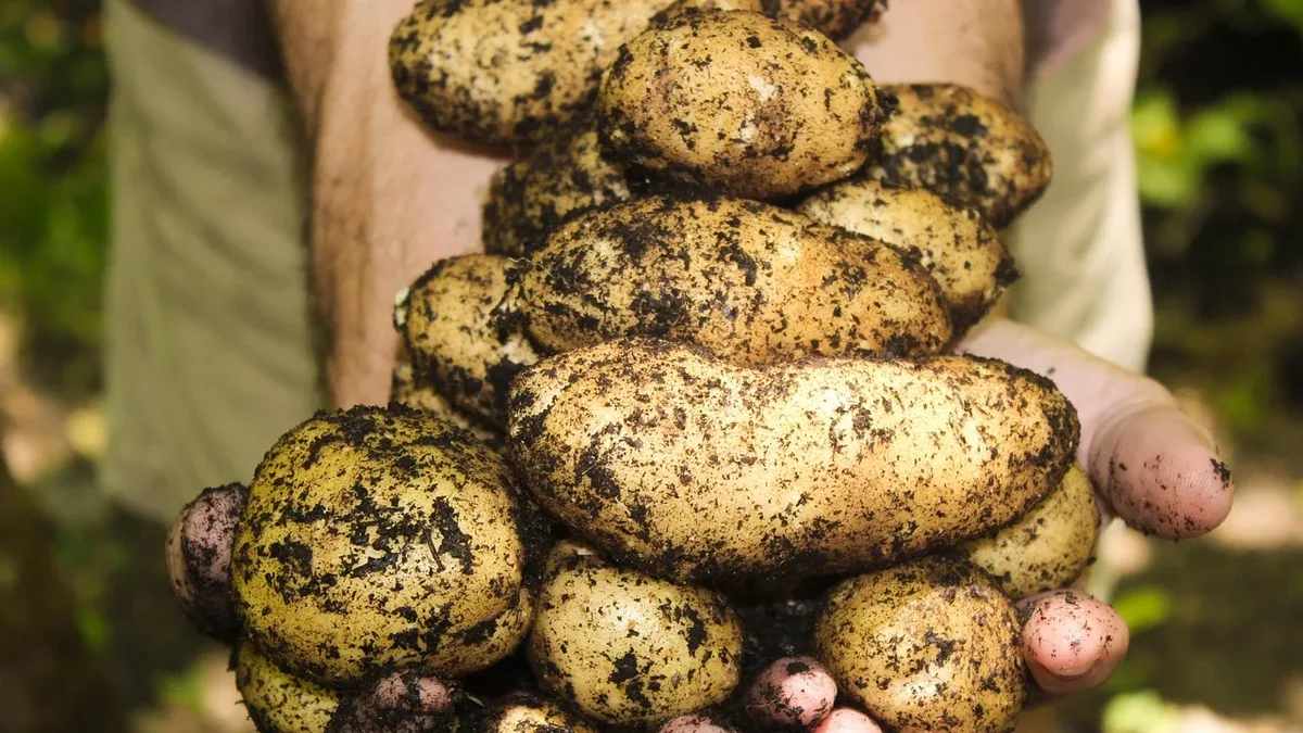 What To Do Now: Potatoes, natural, soil, gardening, farming, garden.