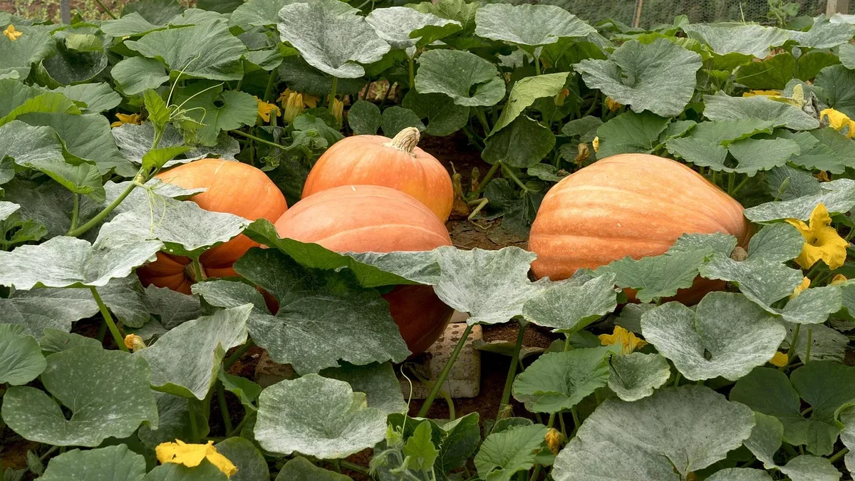 Amateur gardener Ben White has grown a 544kg Atlantic giant pumpkin named Gladys, which he will enter in the Canna UK...