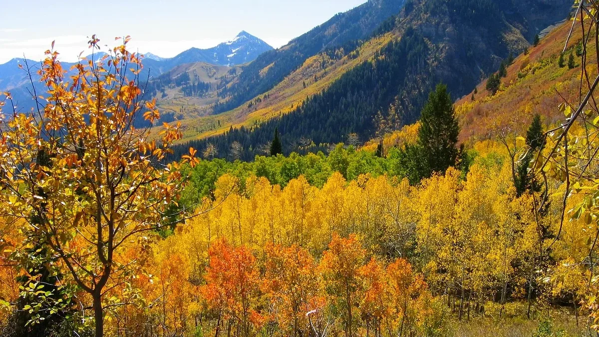 Plants: The 2026 fall foliage forecast predicts peak color times across the U.S., influenced by summer drought and heat