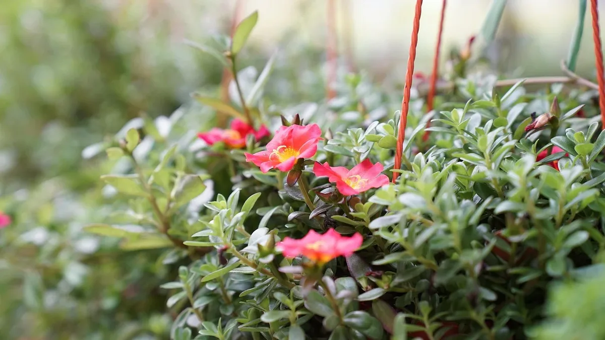 Gardening Know How provides a step-by-step guide to creating a vibrant fall hanging basket that lasts into winter...