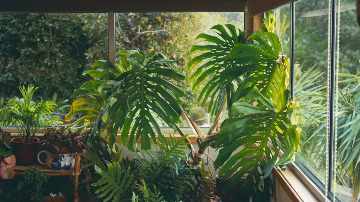 Closed windows and furnace use in autumn concentrate indoor allergens from common houseplants like weeping fig and peace...