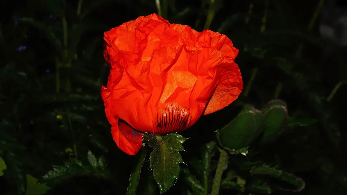 Sowing hardy annual and perennial seeds in autumn leads to earlier, stronger spring blooms with minimal effort, use...
