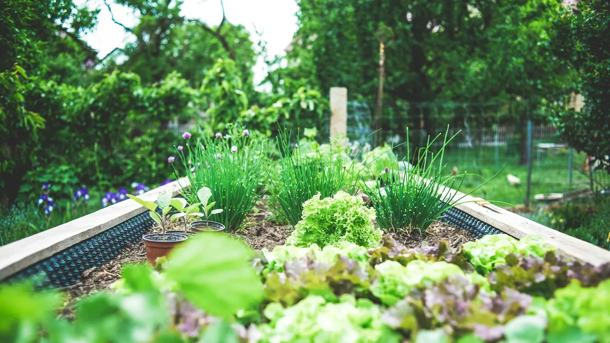 Gardeners' World recommends 37 trees, shrubs, and climbers to quickly create privacy screens, blocking views from...