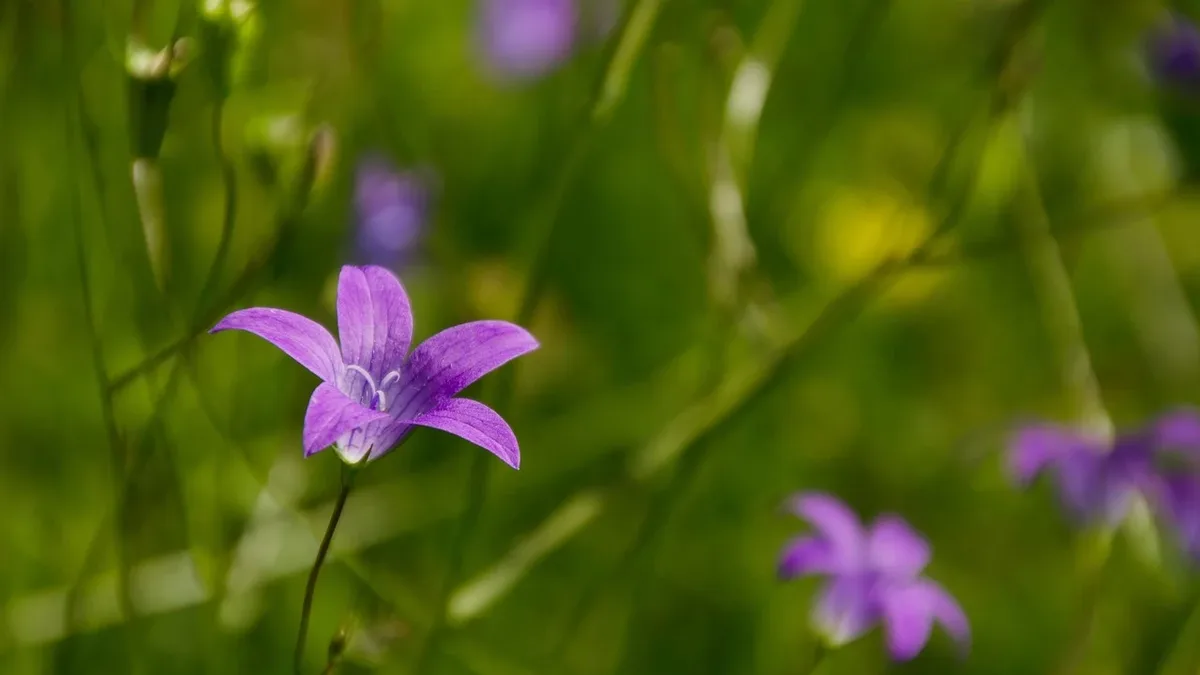 Gardening Know How recommends five low-maintenance, drought-tolerant prairie perennials and grasses that provide vibrant...