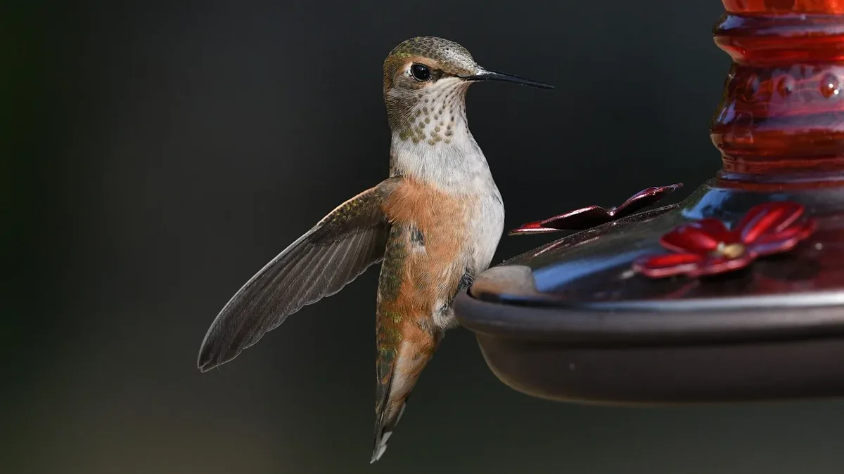Gardening Know How details five key strategies to create a safe and attractive feeding station for migrating hummingbirds...