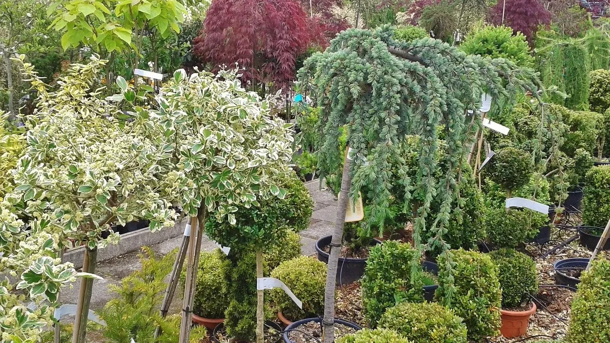 Design Wildlife: Gardening Know How recommends five tree species suitable for container planting in early autumn