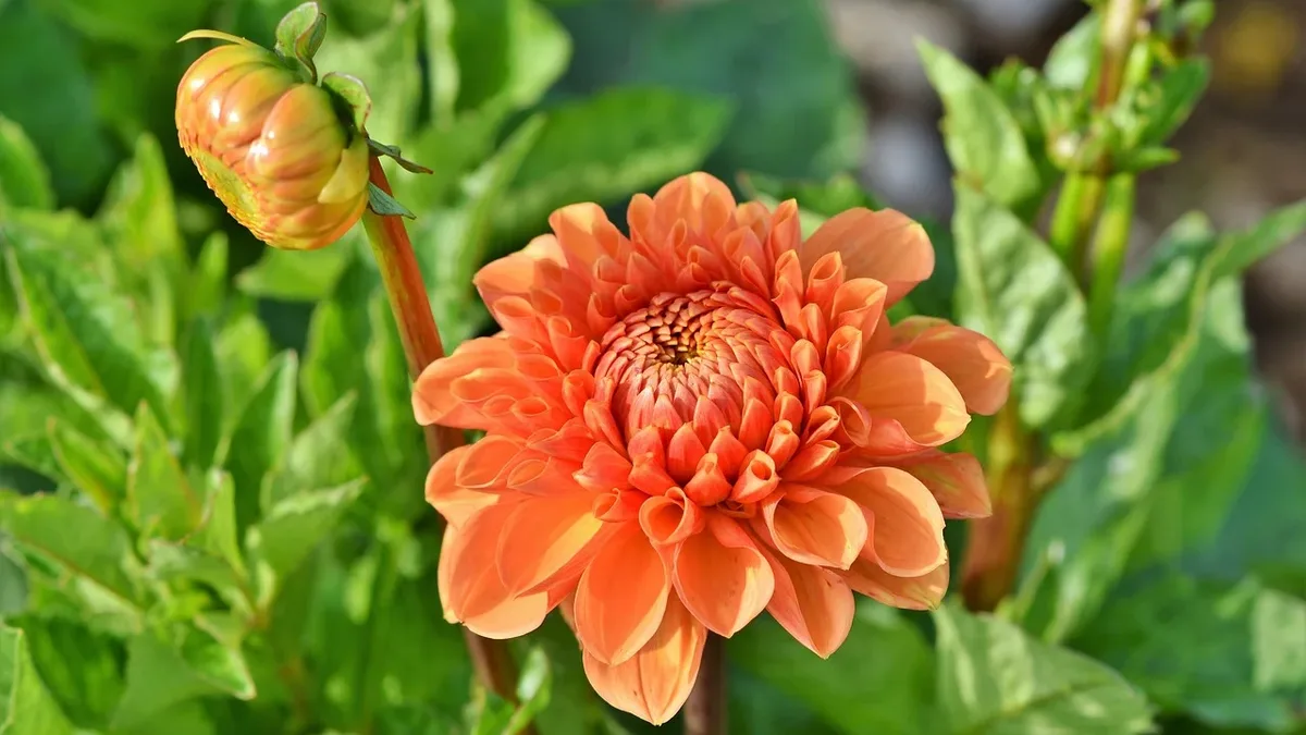 Gardener Morgan shares her 100-by-50-foot Iowa cut-flower garden, highlighting zinnias, a Dolly Parton tribute dahlia...