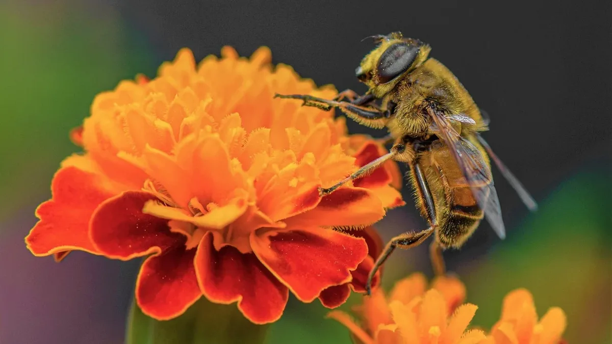 Readers share their frustrations with noisy wind chimes, offer gardening tips for protecting strawberries from woodlice, and...