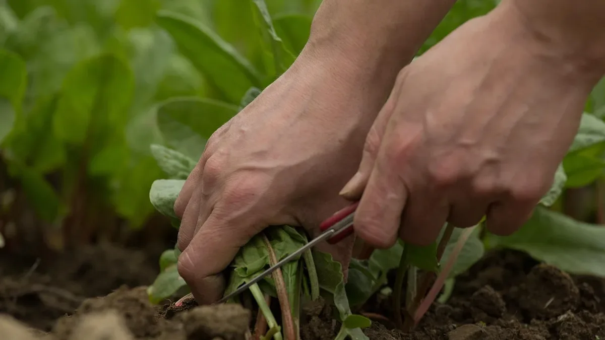 Design Wildlife: A person's hands holding a knife and a plant, with the plant being pulled out of the ground.