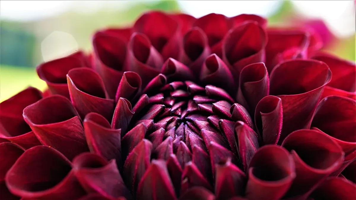 Expert advice on growing dahlias for cut flowers, including tips on taking basal cuttings, starting tubers, and caring...