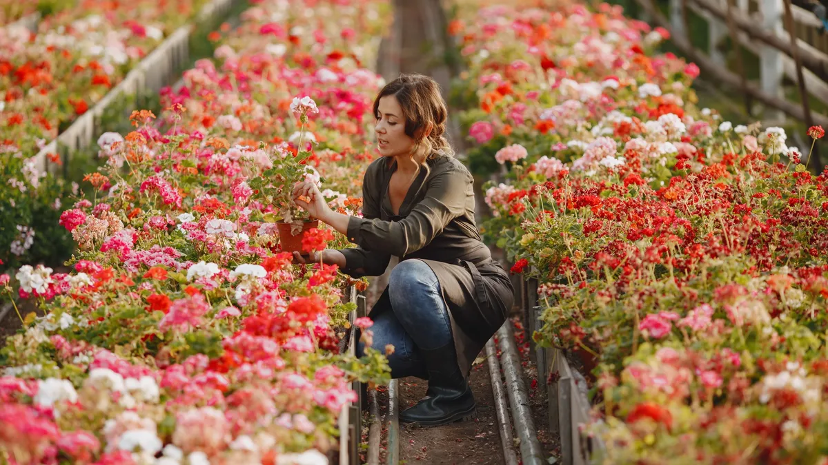 As hellebores begin active root growth in September, timely fall care including light tidying, feeding, and managing...