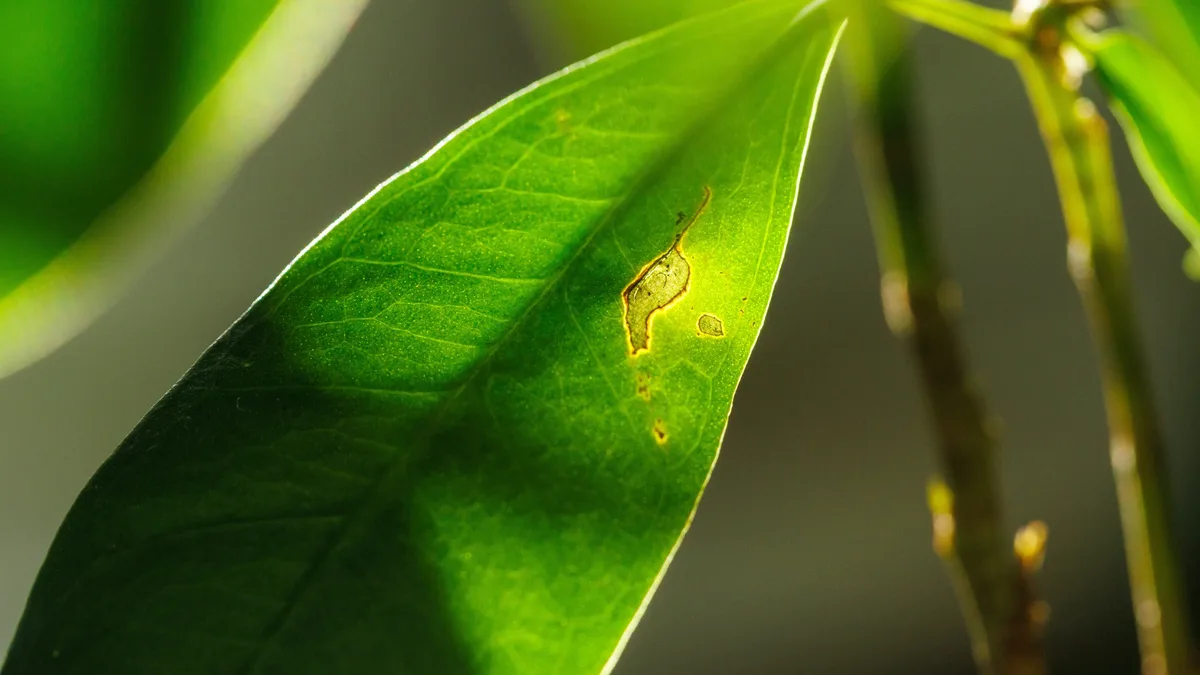 News: Brown hosta leaves have multiple causes, from sun scorch and thirst to nematodes and disease