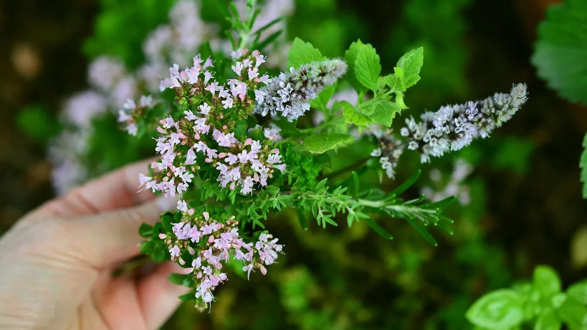 Fall is the ideal time to propagate common culinary herbs like mint, oregano, thyme, and tarragon in water indoors, using...