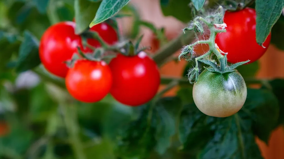 A simple fall technique using pruning and reduced watering can force green tomatoes to ripen quickly before frost damages...