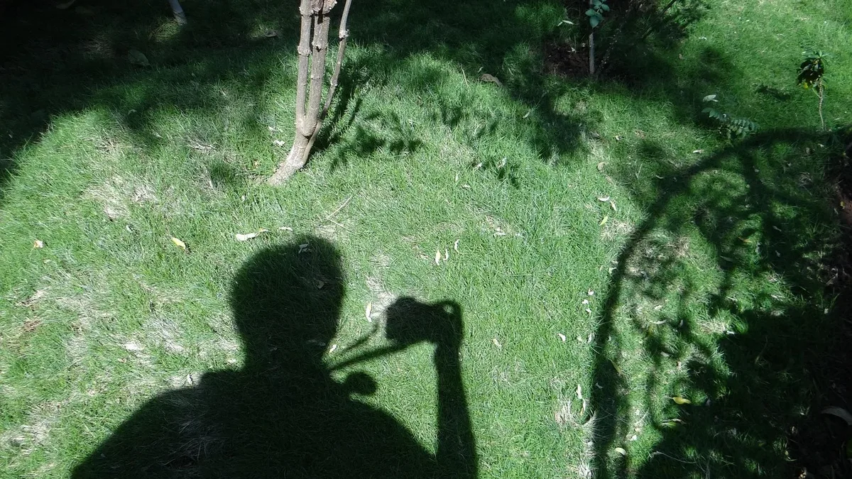 Garden Care: Shadows, photographer, human, lawns, greenery, grasses.