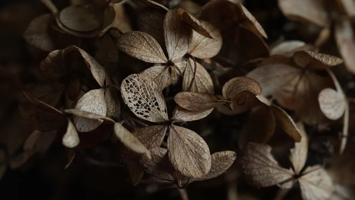 Gardening Know How outlines six September fixes for hydrangeas that failed to bloom, focusing on correct pruning...
