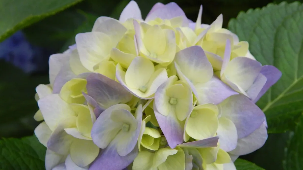 A gardening expert recommends lesser-known hydrangea varieties beyond common types, detailing unique medium-to-large and...