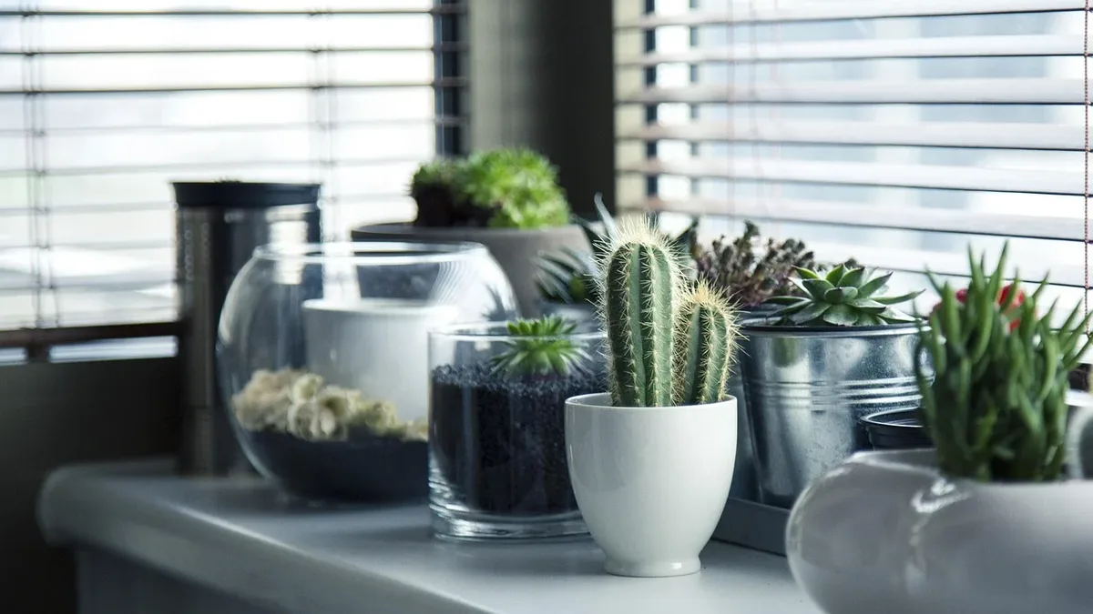 An Apalachin, New York, gardener shares her indoor collection of begonias, succulents, and cacti, along with her care...