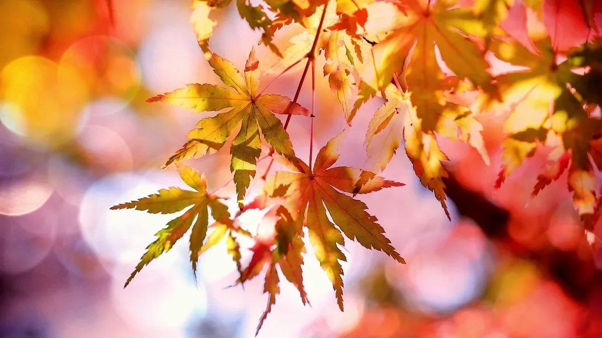 Gardening expert Kayleigh outlines three key August tasks, consistent watering, avoiding fertilizer, and stress...