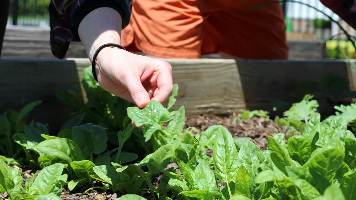 Joanna Gaines' symmetrical raised bed garden layout, shared on Instagram, is highlighted for its practical benefits...