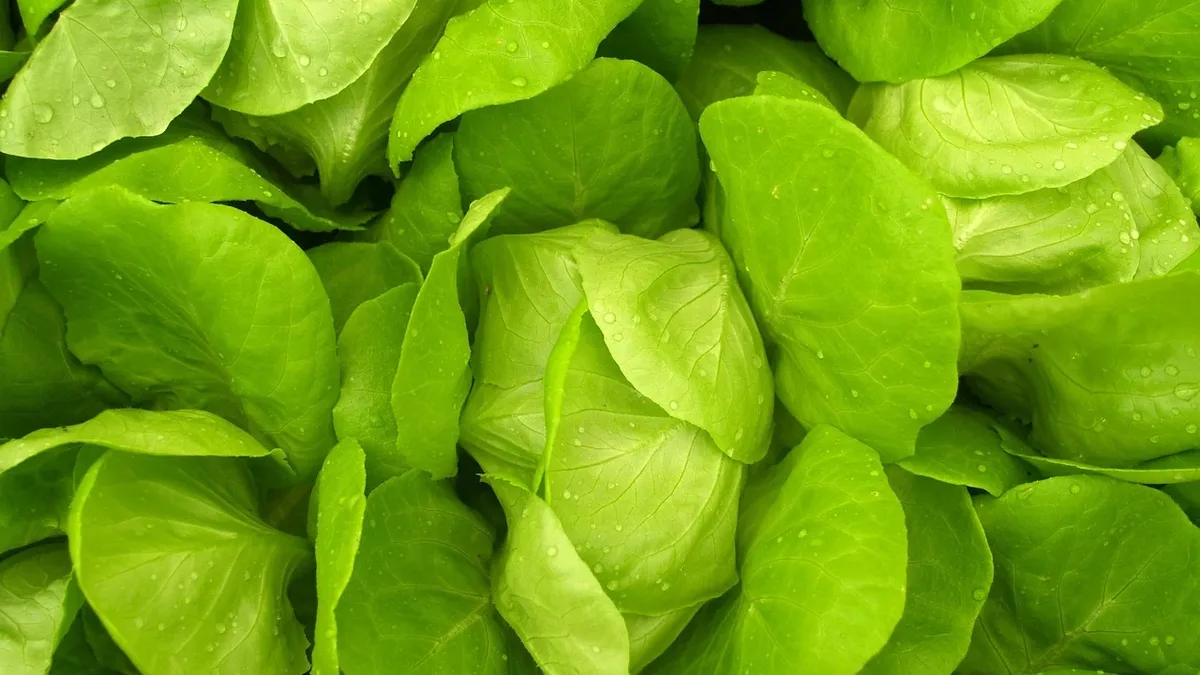 A sponsored guide from iHerb lists ten supplements that may help support mobility and flexibility for gardeners...