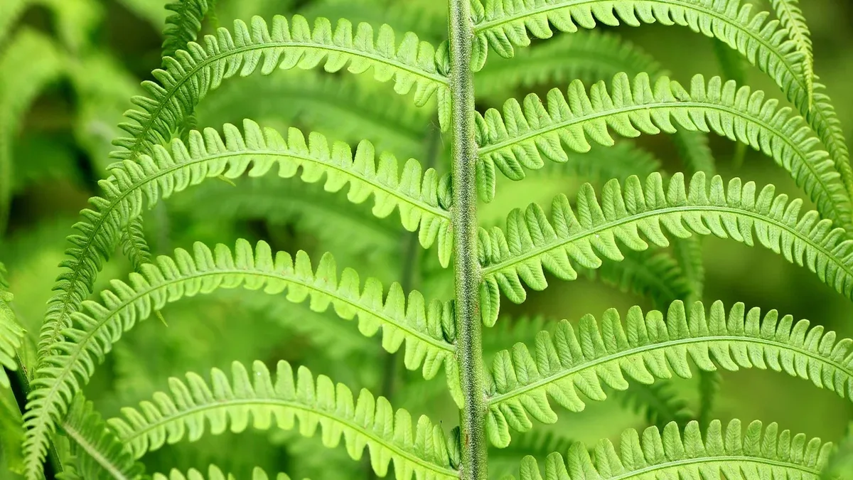 Garden Care: Gardening Know How explains how to keep ferns green in August with watering, misting, shade, mulch and feeding