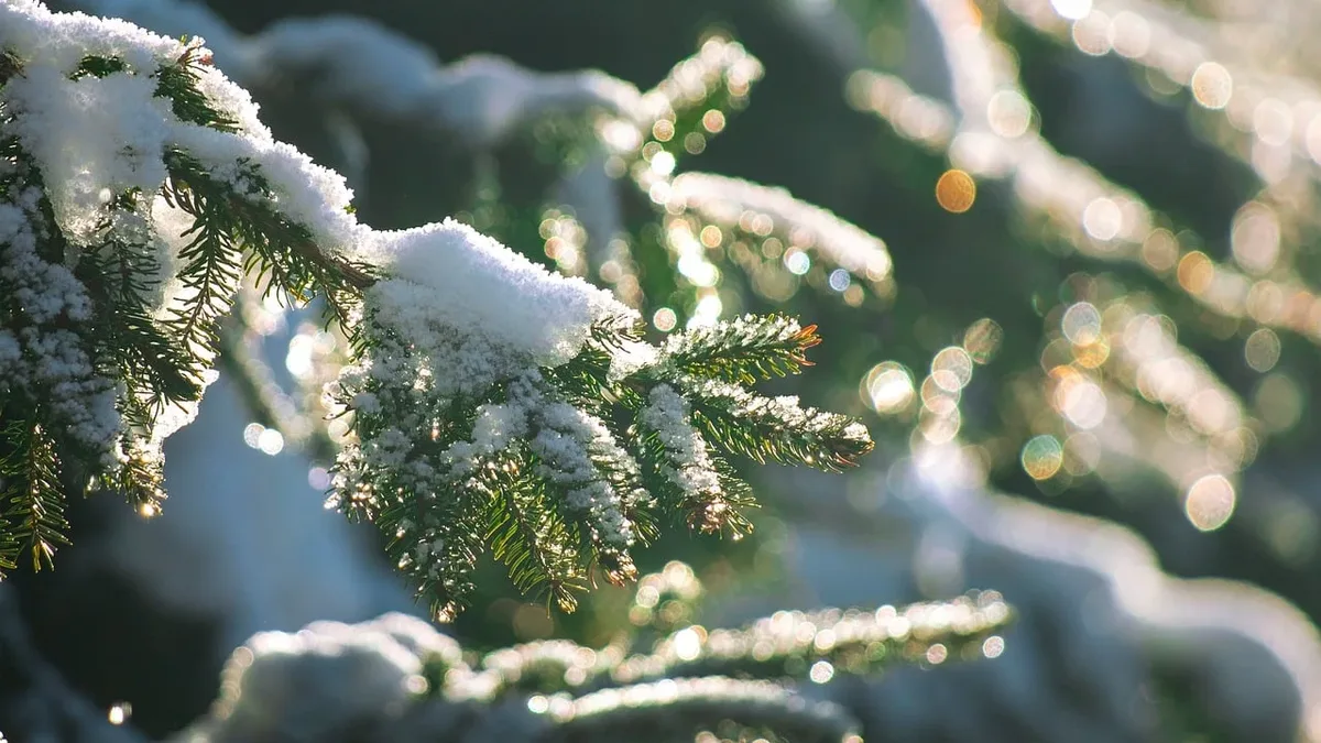 A Gardening Know How article lists seven low-maintenance evergreen plants that provide year-round structure and color...