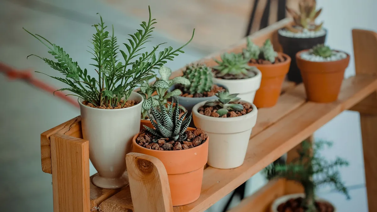 An examination of the realistic benefits of using specific plants to deter mosquitoes, detailing effective species and...