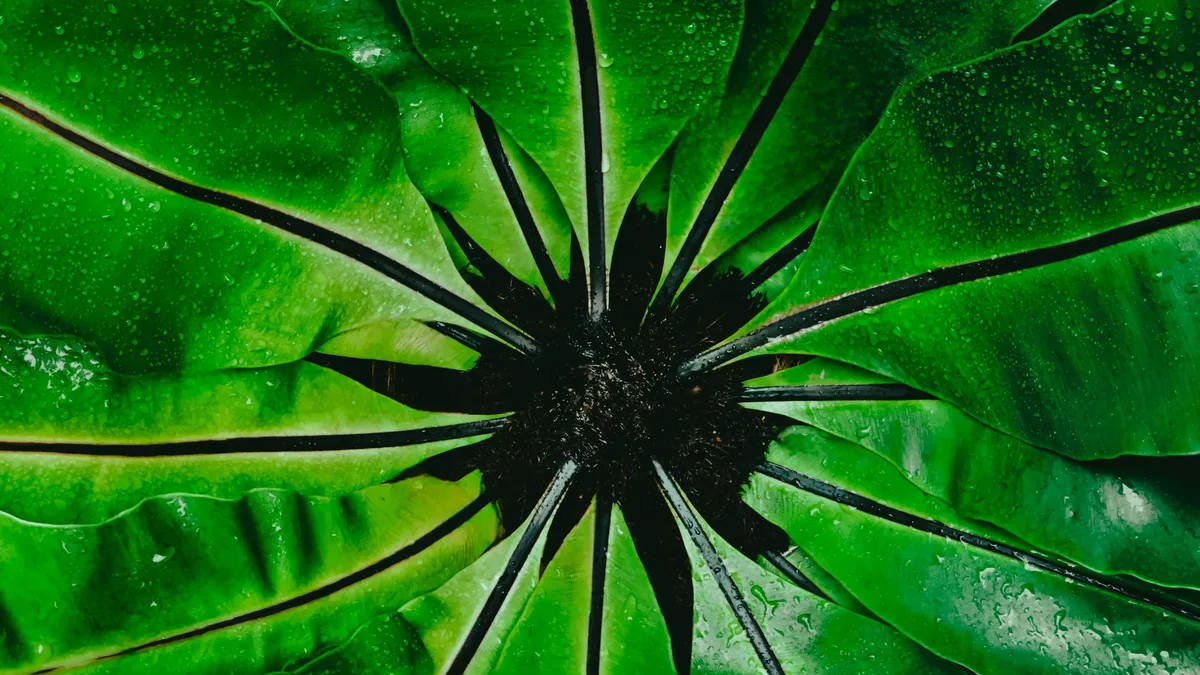 Gardening Know How advises moving seven specific tropical houseplants indoors in September to protect them from cold...