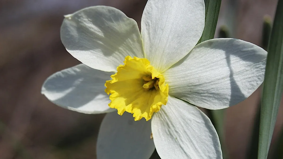 The fragrant, white-flowered Narcissus 'Thalia' is becoming a preferred choice for spring planting, offering hardiness...