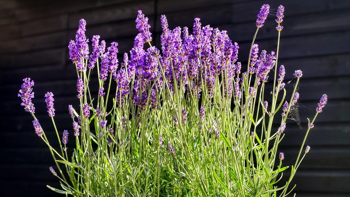 Gardening Know How recommends seven fragrant plants that release stronger aromas after dark, ideal for planting near...
