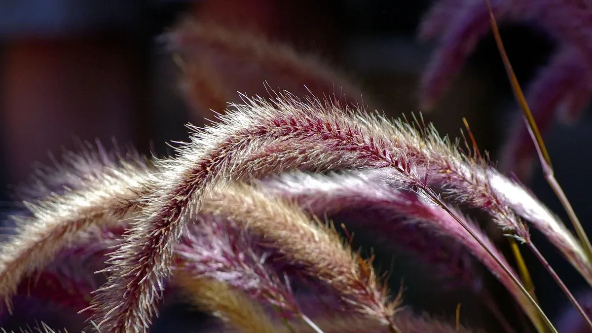 Ornamental grasses can add a professional polish to a backyard, solving various design challenges such as privacy...